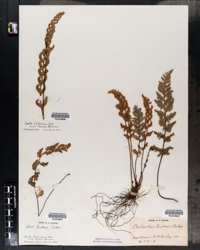 Cheilanthes