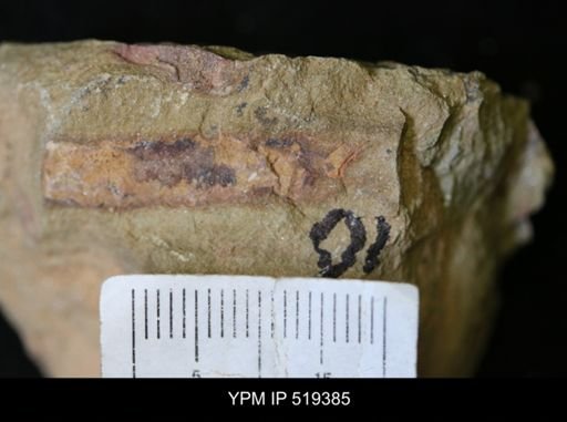 undet. Ichnofossil