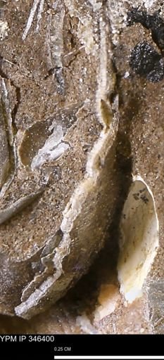 undet. Mollusca