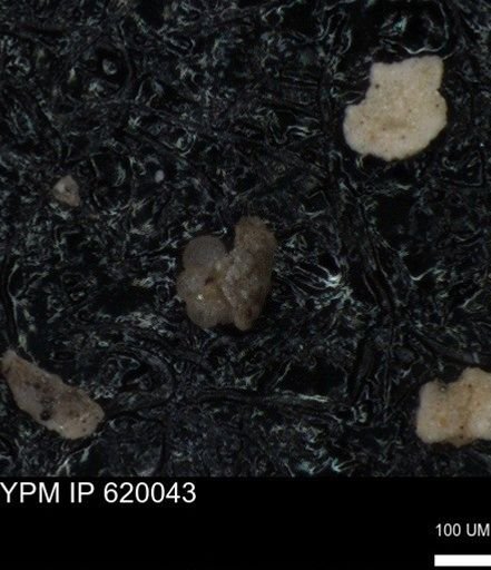 undet. Foraminiferida