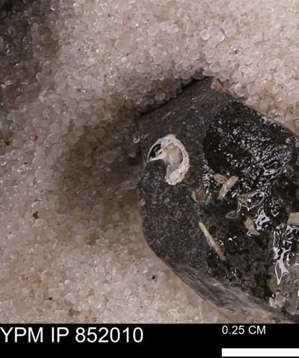 Gastropoda