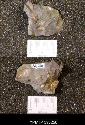Baculites sp.