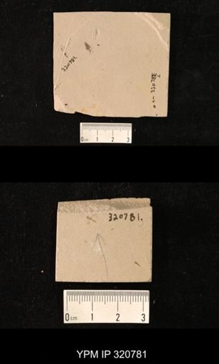 undet. Hymenoptera
