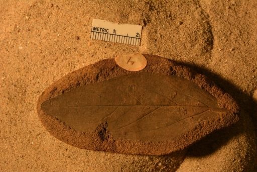 Rhamnus inaequilateralis