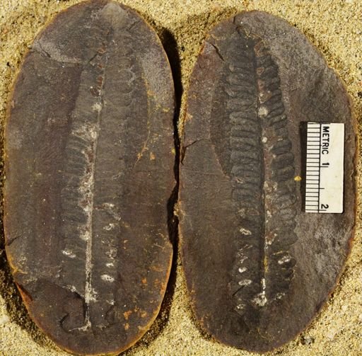 Pecopteris sp.