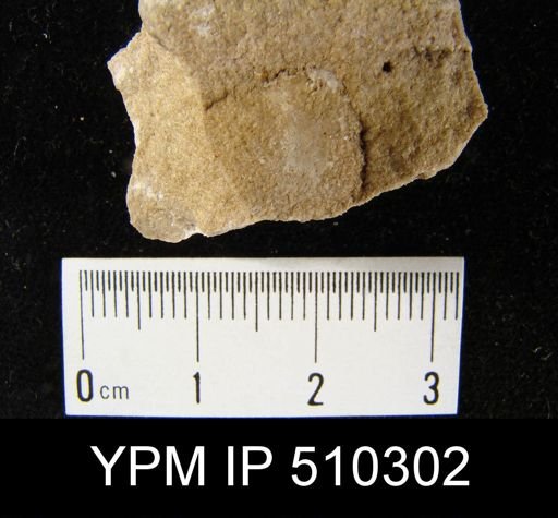 undet. Brachiopoda