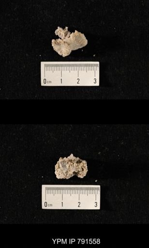 undet. Bryozoa