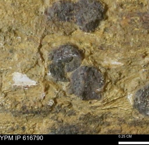 Teredo sp.