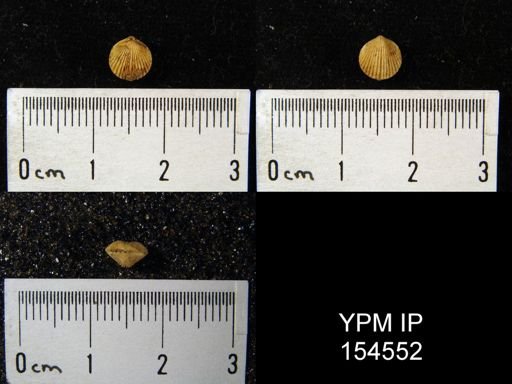 Zygospira recurvirostra