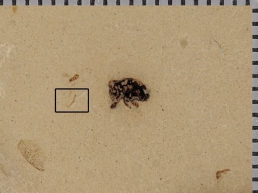 Insecta?