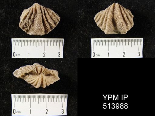 Spiriferina cristata