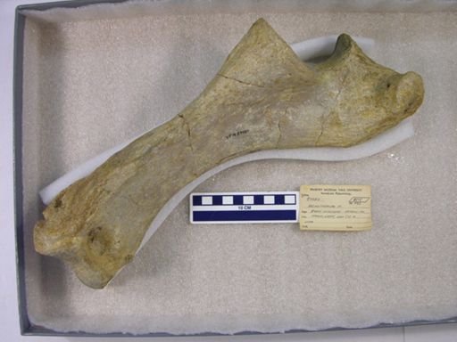 Arsinoitherium sp.