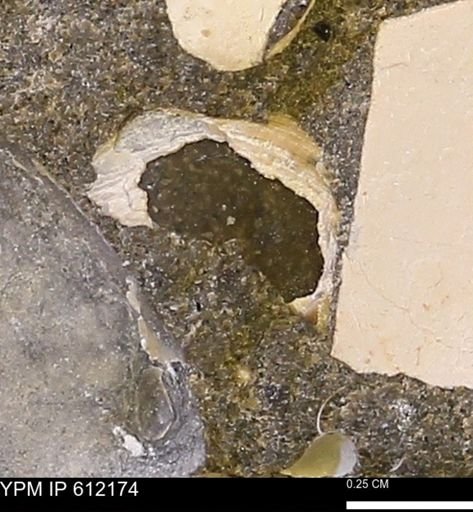 undet. Bivalvia