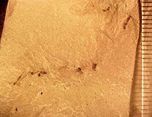 undet. Coleoptera