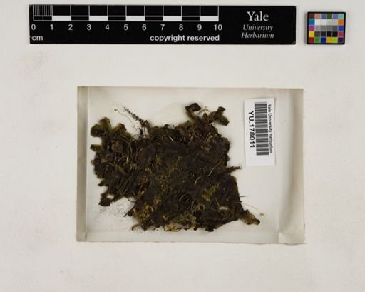 Plantae