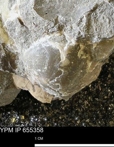 undet. Bivalvia