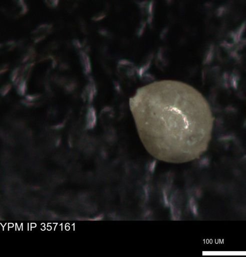 undet. Foraminiferida