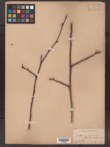 Castanea dentata
