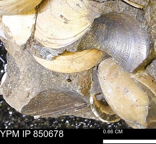 Limopsis striatopunctatus