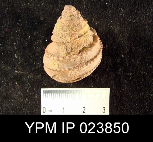 undet. Archaeogastropoda