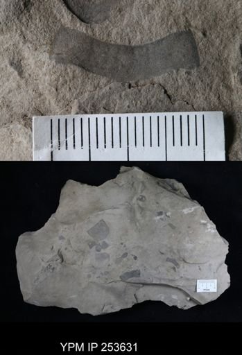 Eurypterus sp.