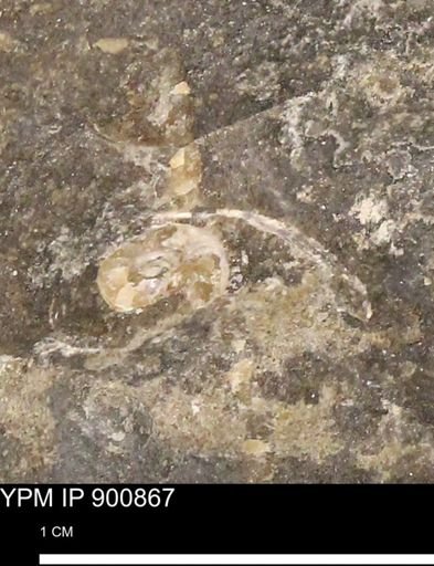 undet. Ammonoidea