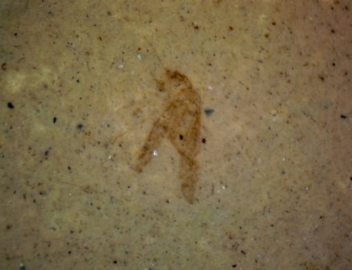 undet. Hexapoda