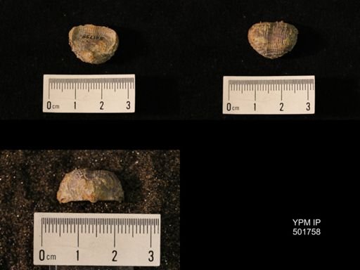 Marginifera lasallensis