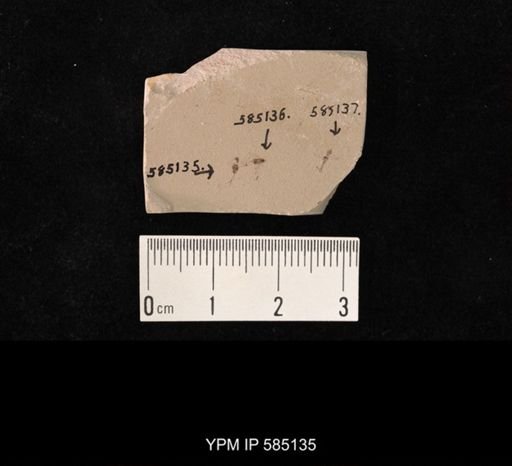 undet. Hymenoptera