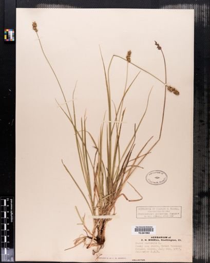 Carex spicata