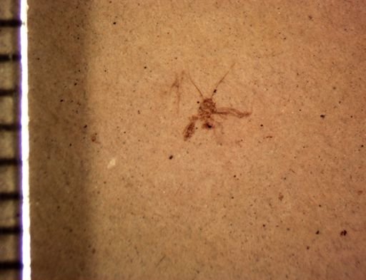 undet. Psocoptera