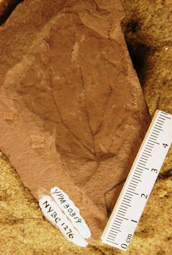 Populus balsamoides