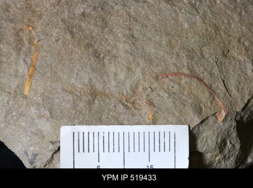 undet. Annelida