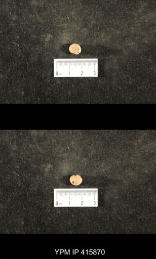 Euphemites carbonarius