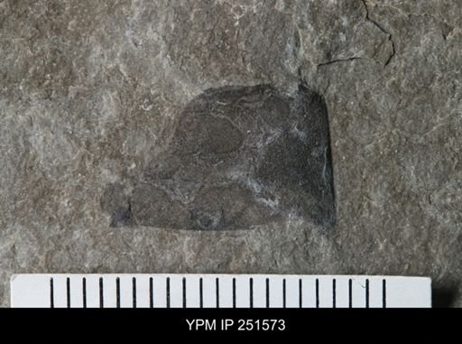 undet. Eurypterida