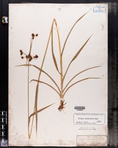 Scirpus hattorianus