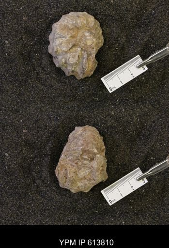 Neogastroplites sp.