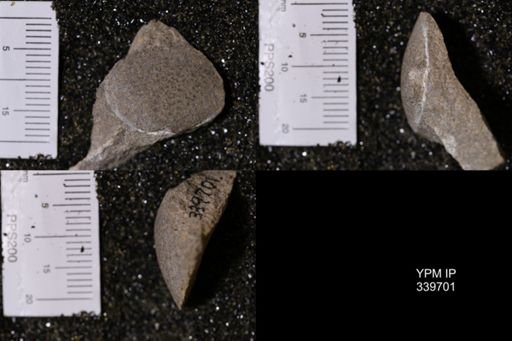 Mactra warreniana