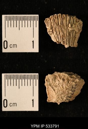 Ellipsosmilia inauris