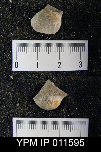 Avonia boulei