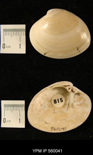 Macrocallista maculata