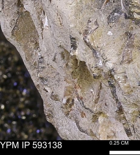 Inoceramus cuneatus