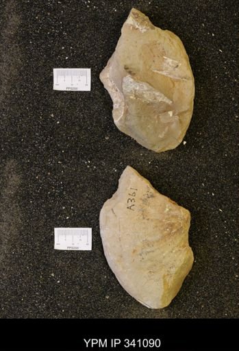 undet. Scaphitidae
