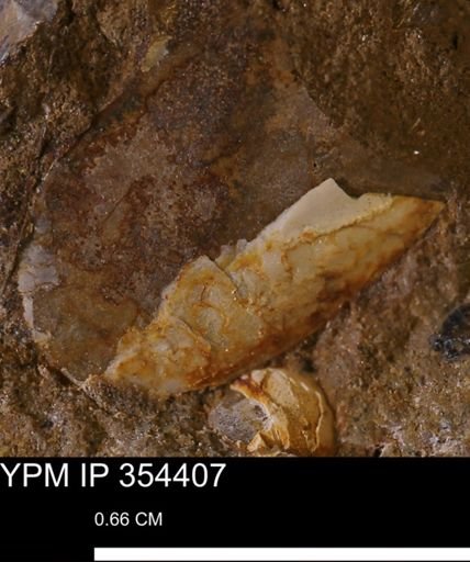 undet. Mollusca