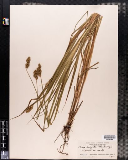 Carex projecta