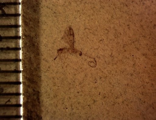 undet. Ichneumonoidea