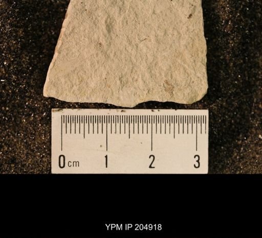 Palaeomanteidae