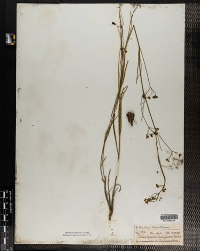 Plantae