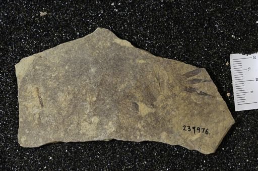 Dithyrocaris sp.