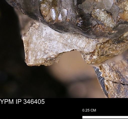 Oxytoma (Hypoxytoma)?